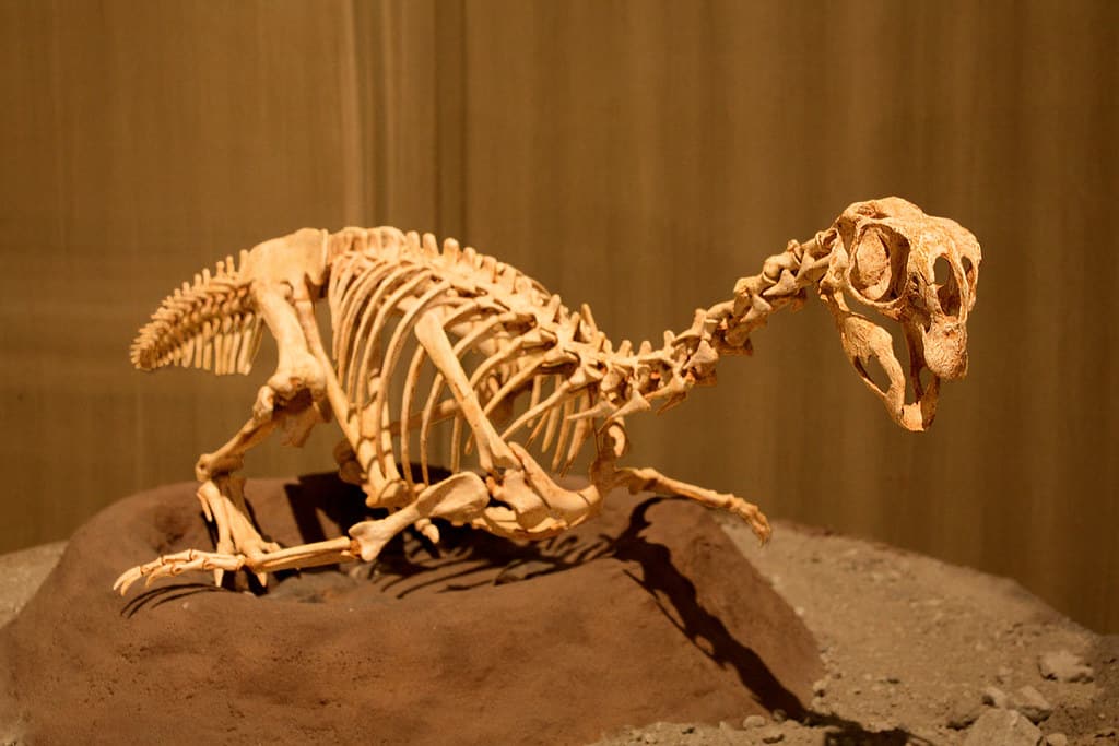 Scheletro di Conchoraptor