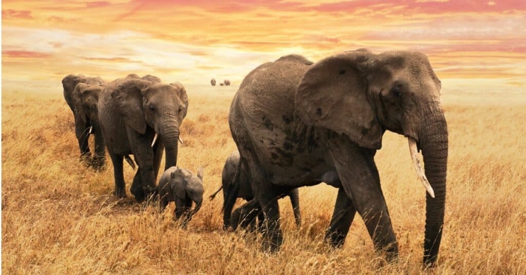 La balenottera azzurra contro l'elefante