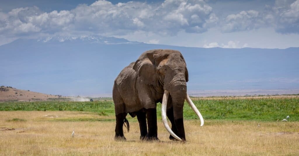 Animali Che Hanno Zanne-elefante