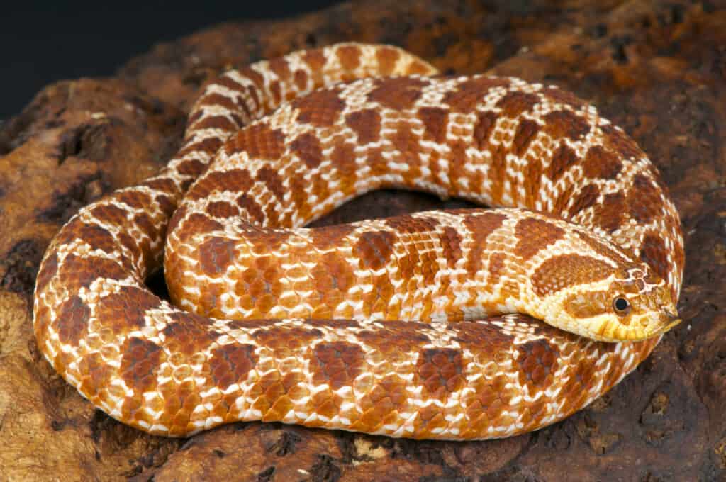 serpente hognose occidentale
