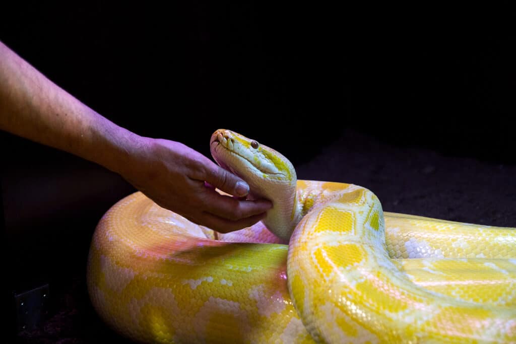 il serpente è un animale domestico