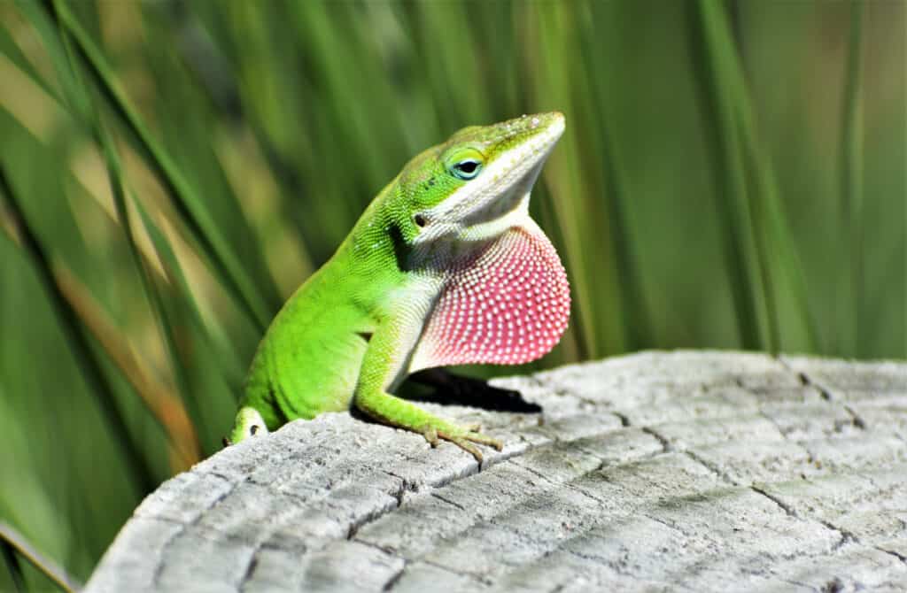 anole verde