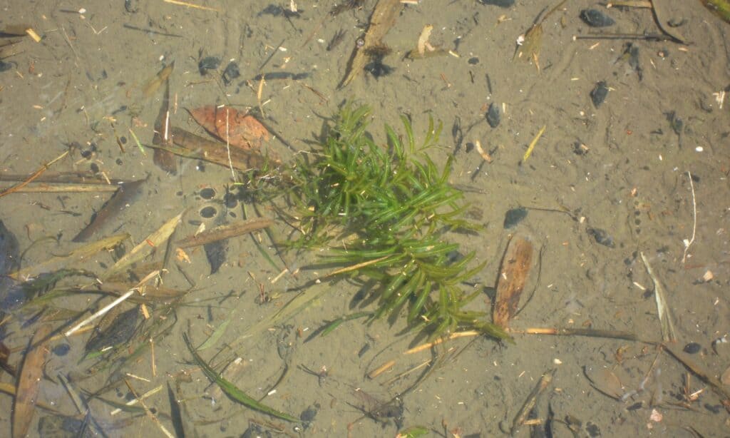 lenticchia d'acqua riccia
