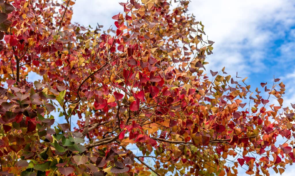 Albero di sego cinese