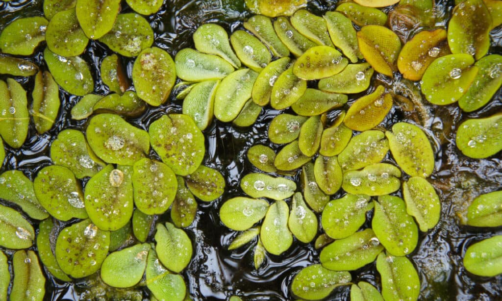 Salvinia gigante