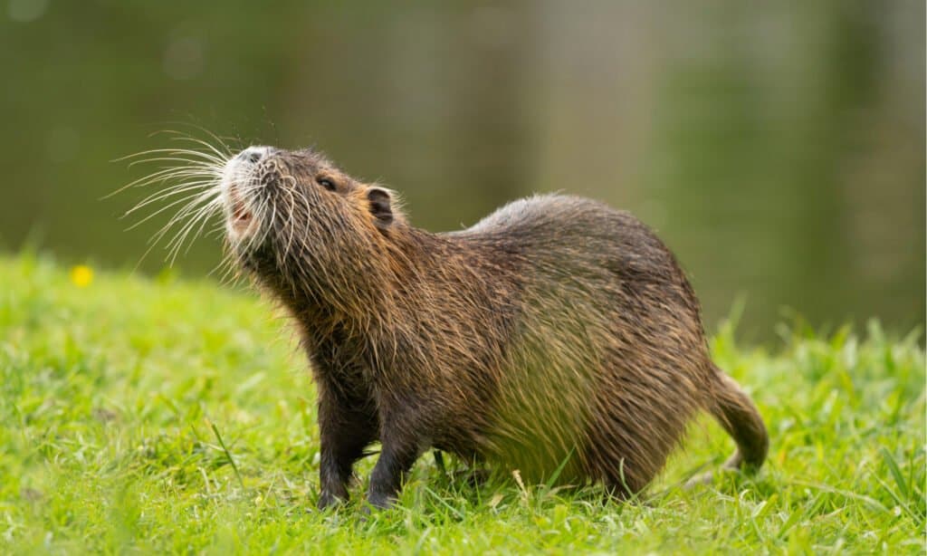 capibara vs nutria