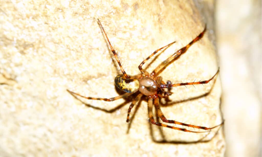 tessitore di sfere delle caverne