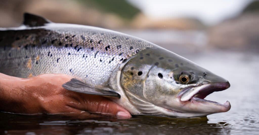 salmone rosso vs salmone atlantico