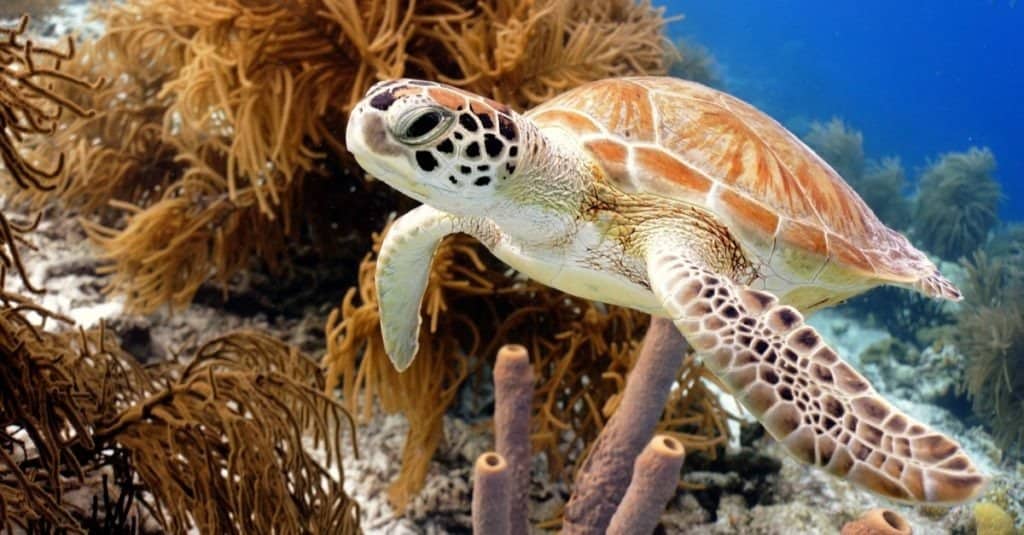 Tartaruga di mare verde che nuota lungo la barriera corallina tropicale, Bonaire