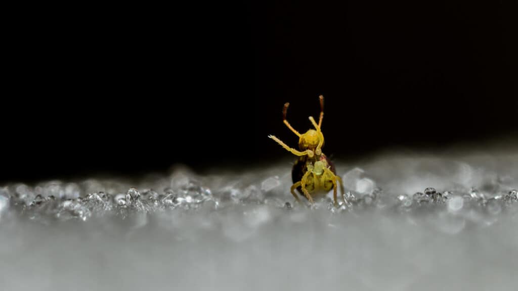 collembolo nella posizione pre-salto