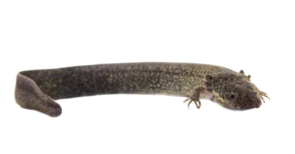 Salamandre più grandi - sirena minore 