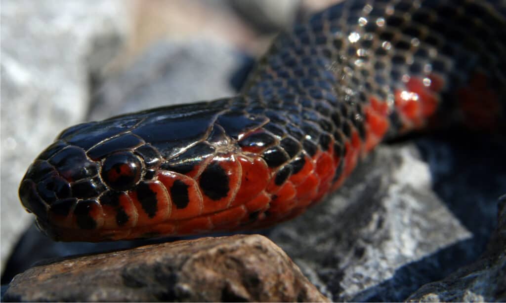 serpente di fango