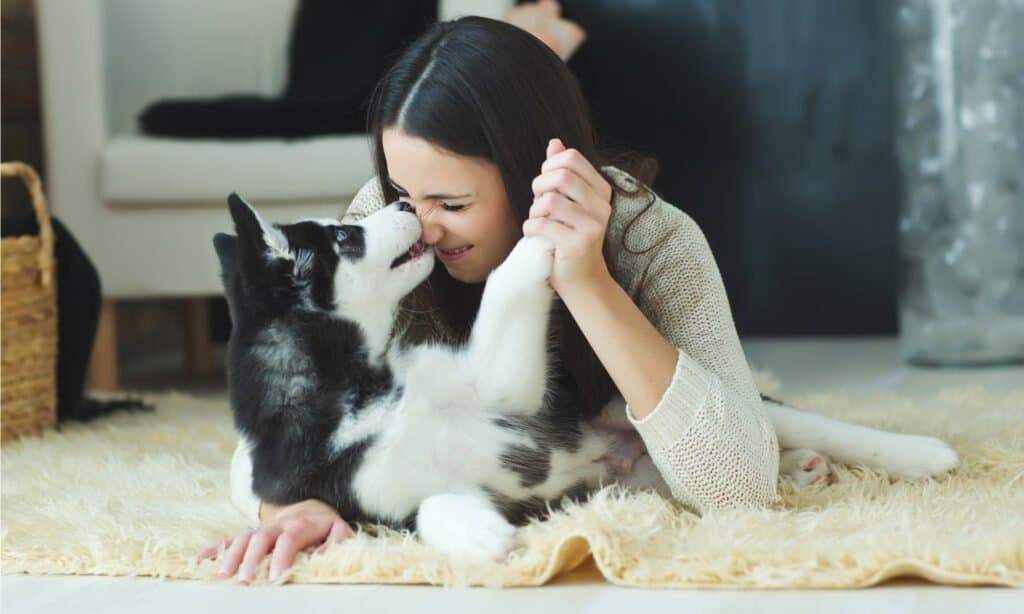Perché i cani si leccano