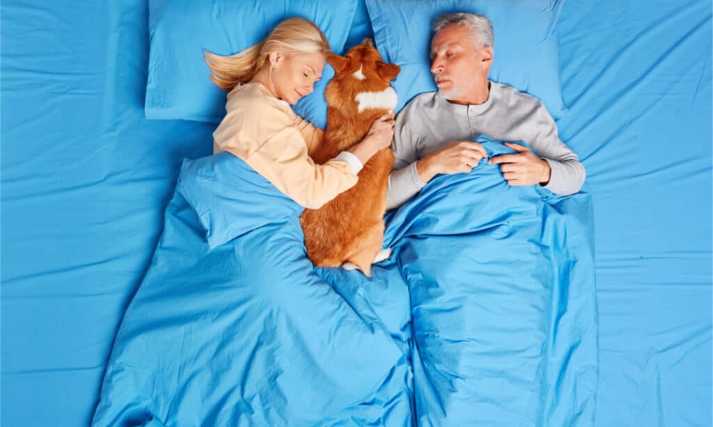 coppia che condivide il letto con il loro corgi