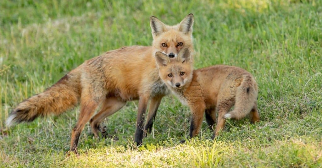 Coppia di volpe rossa nel campo erboso
