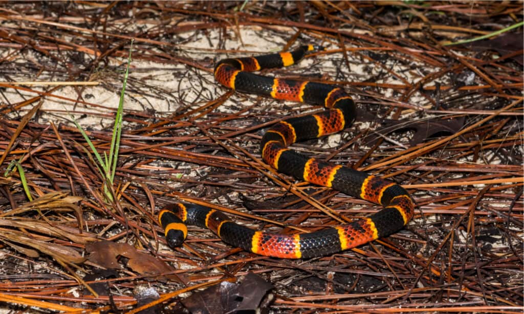 Il peso del serpente corallo orientale è compreso tra 2 e 5 libbre, a seconda delle sue dimensioni.