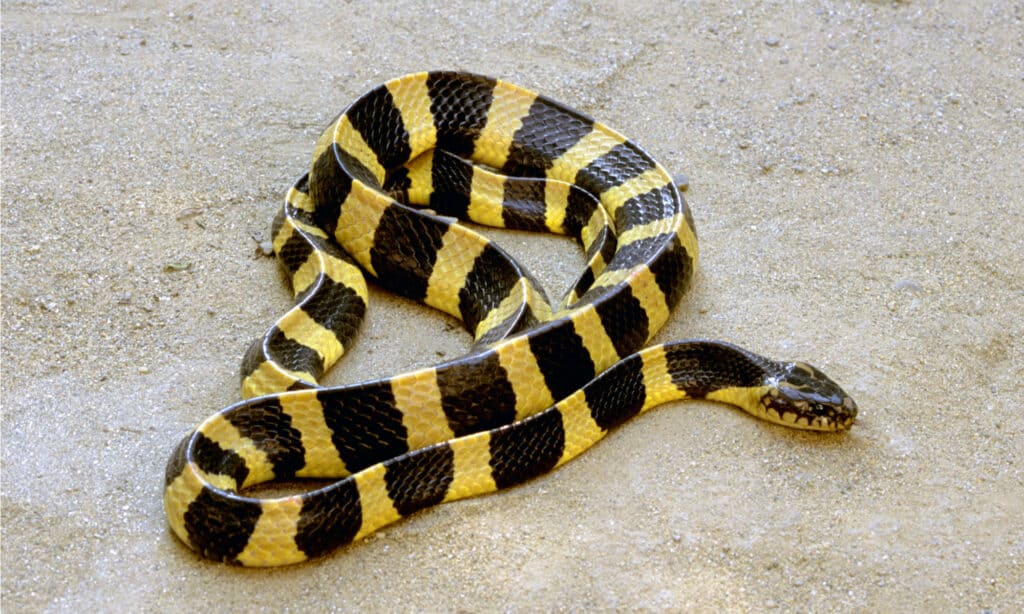 La maggior parte dei serpenti velenosi - Krait fasciato