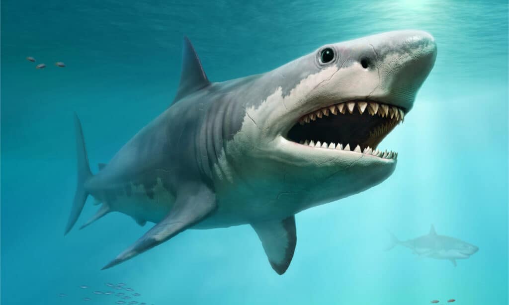 Rendering 3D di un Megaladon che nuota nell'oceano