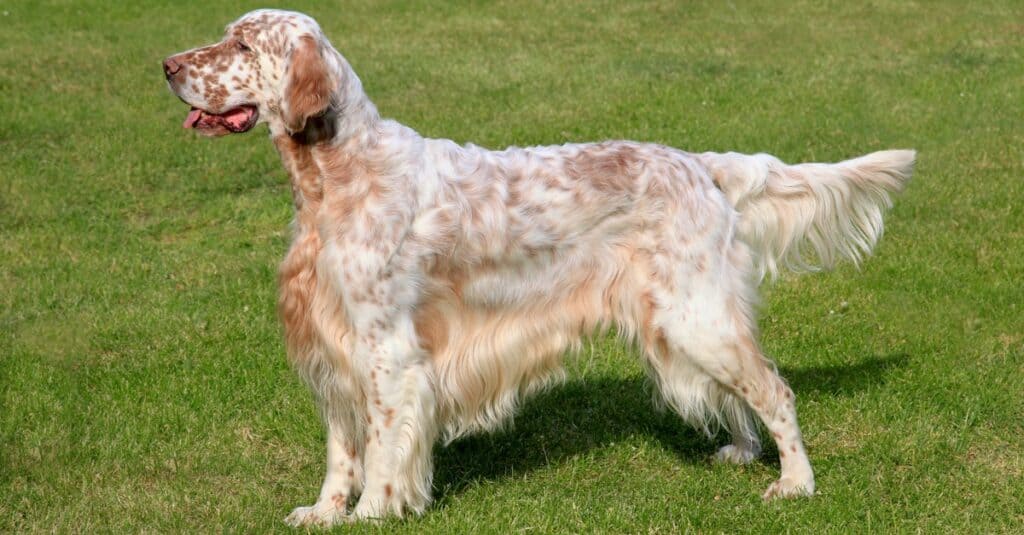 Llewellin Setter vs Setter inglese