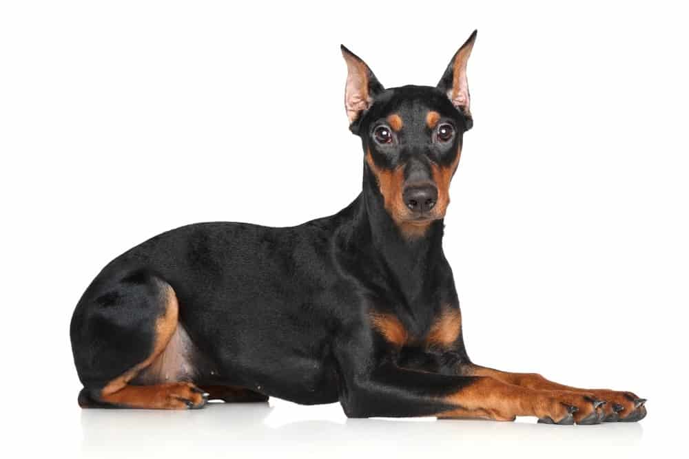 Pinscher tedesco vs dobermann