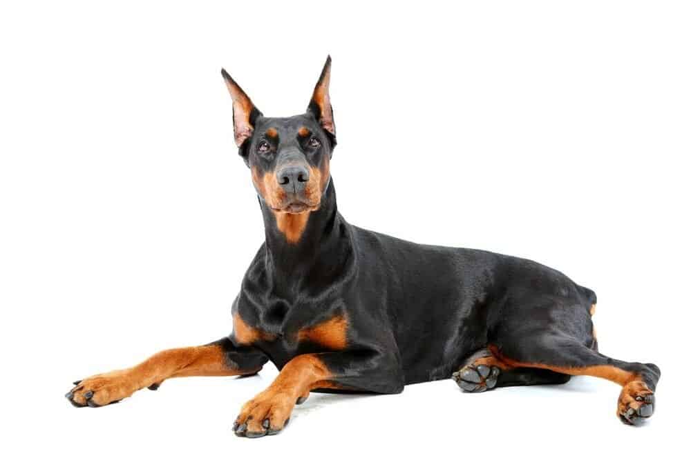 Doberman Pinscher su sfondo isolato