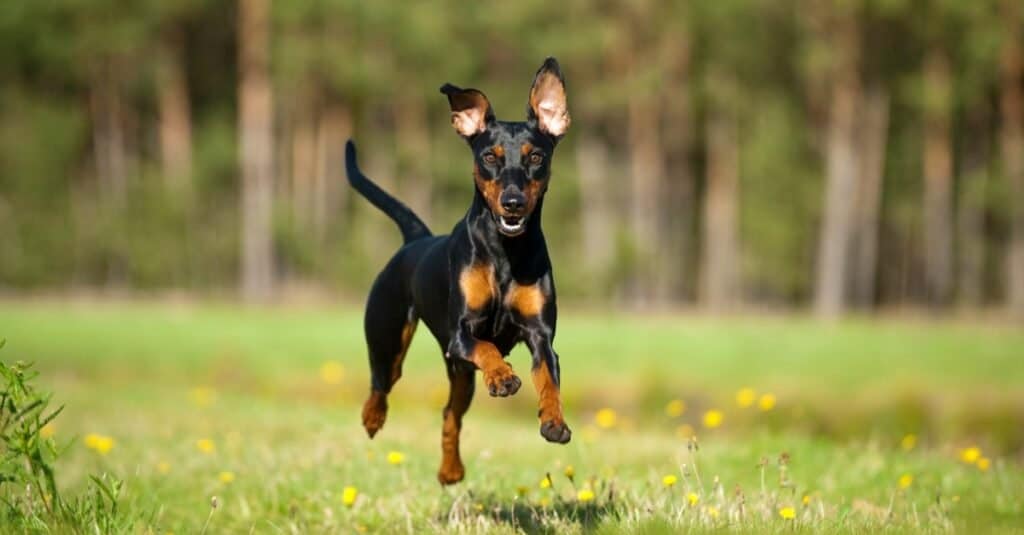 Pinscher tedesco vs dobermann