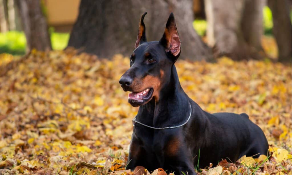 cibo per cani per dobermann