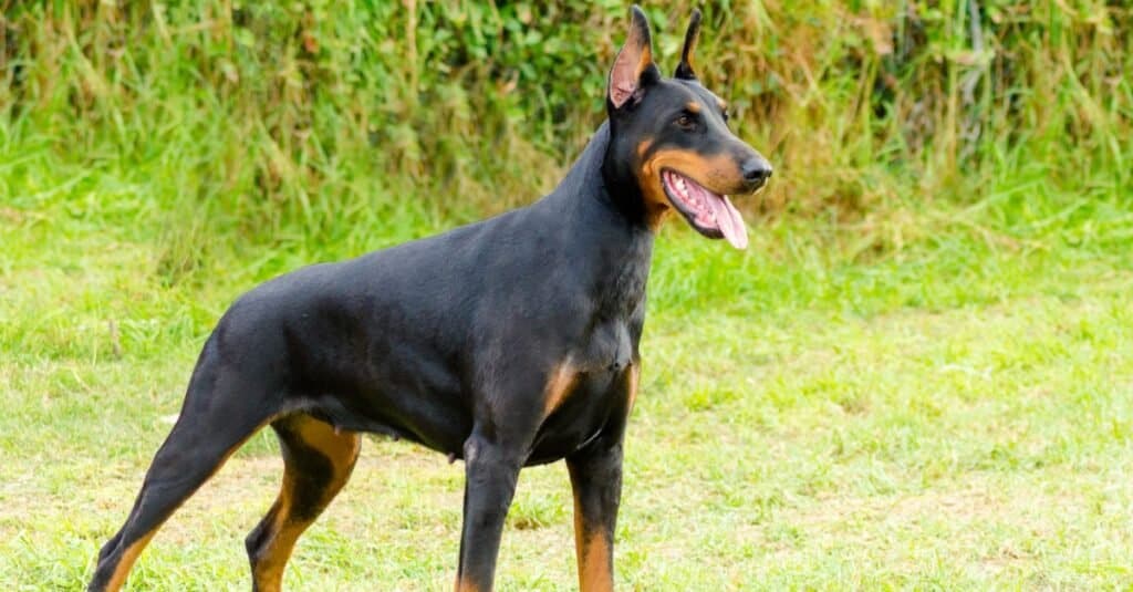 vista laterale di Doberman Pinscher in piedi
