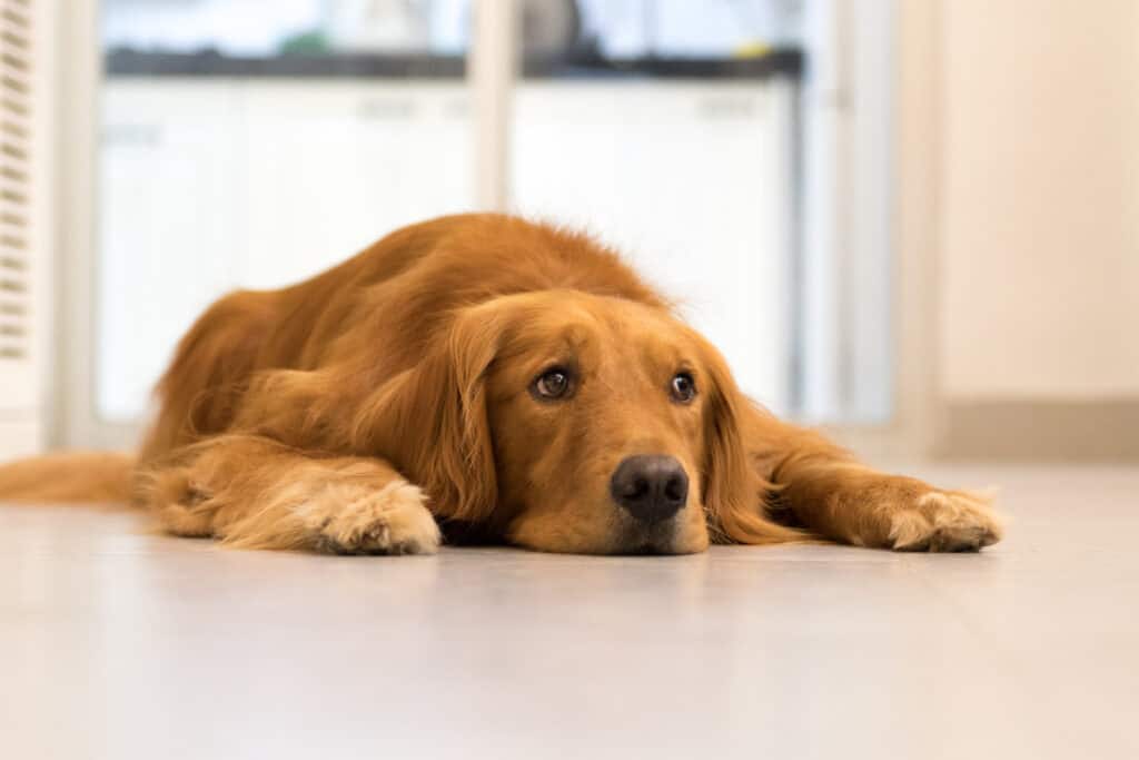 golden retriever sdraiato prono