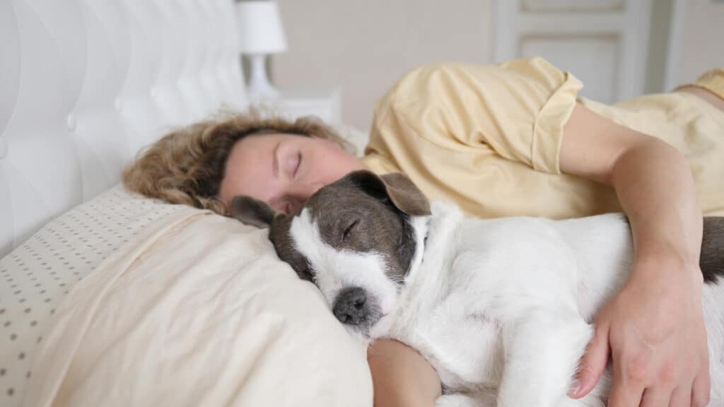 coccole del cane