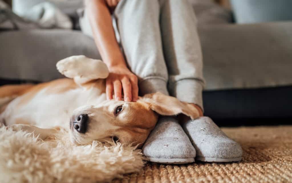 cane di fianco