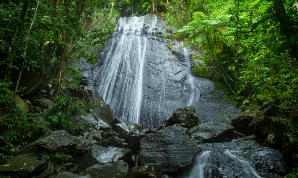 Cascate di coca