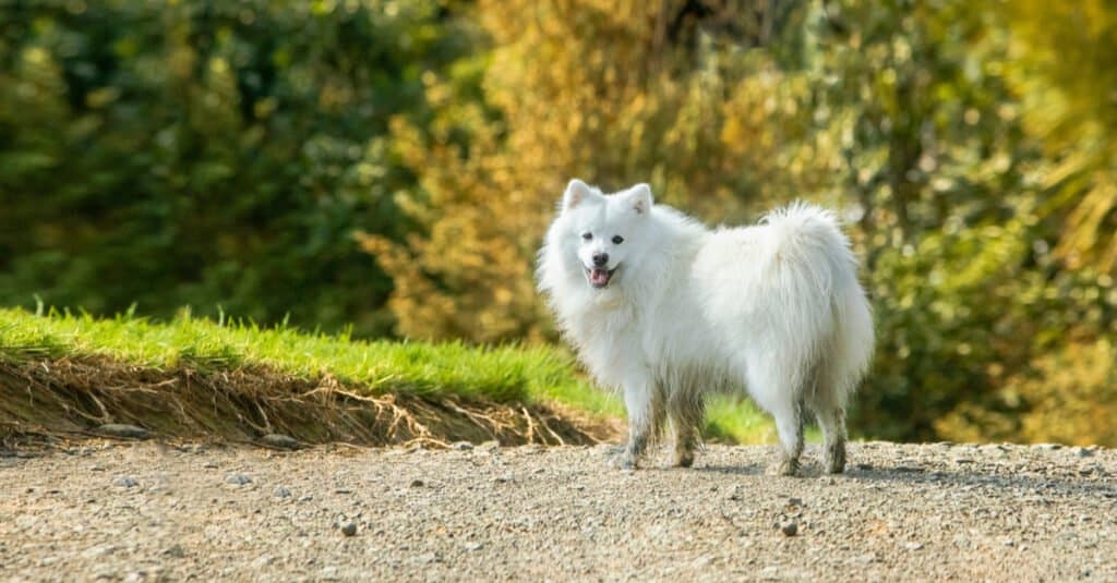 Spitz giapponese con zampe fangose ​​sul sentiero di ghiaia