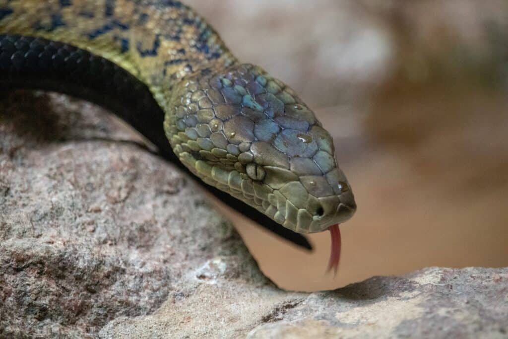 Boa giamaicano