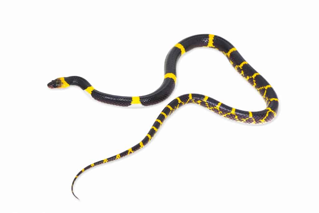 Serpente lupo laotiano