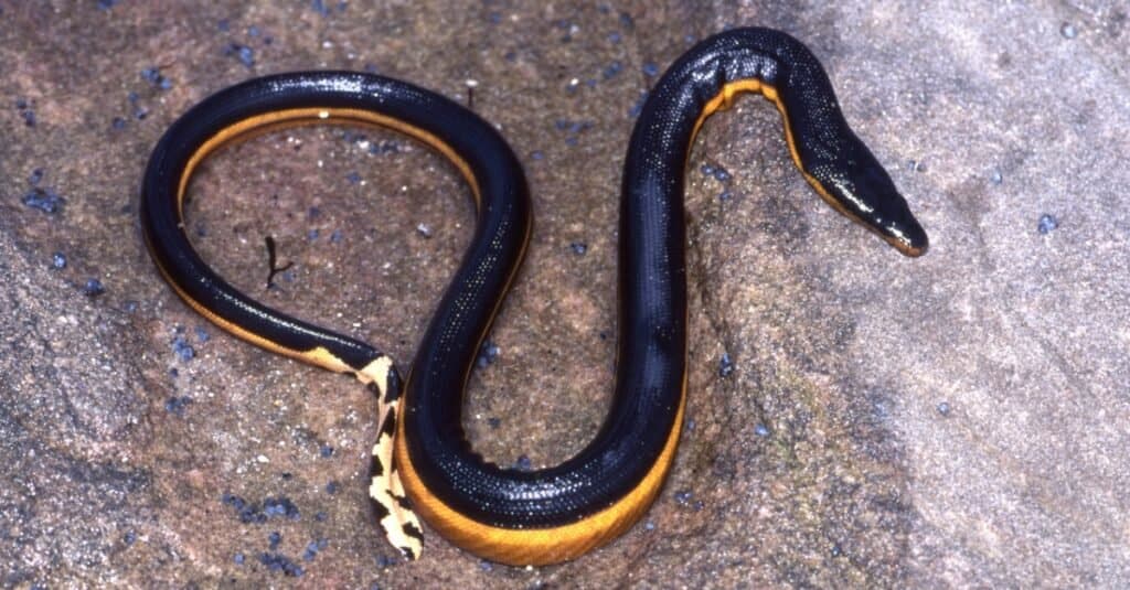 serpente di mare dal ventre giallo che striscia sulla roccia piatta