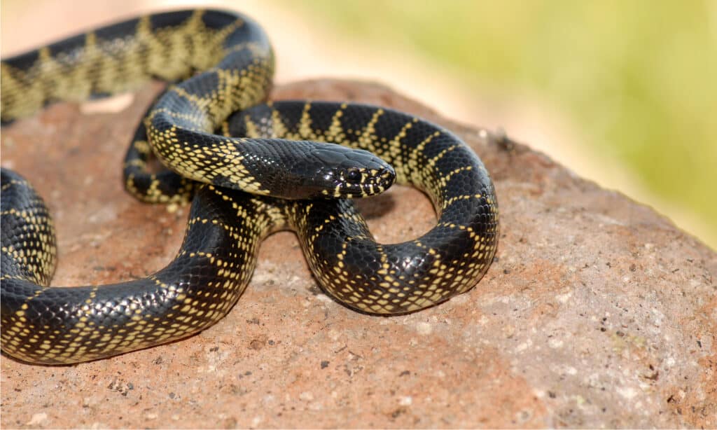 Re Serpente del Deserto