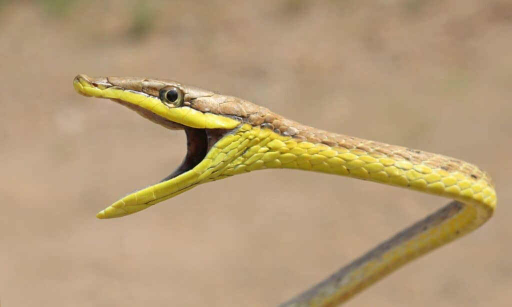 Serpente di vite messicano