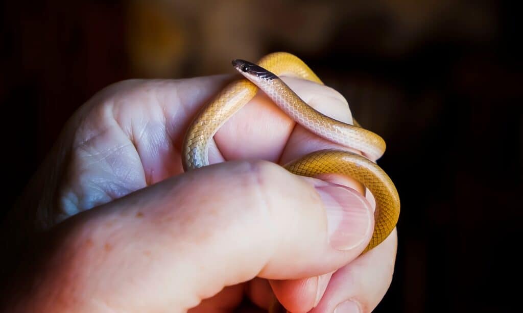 serpente comedone del sud-ovest