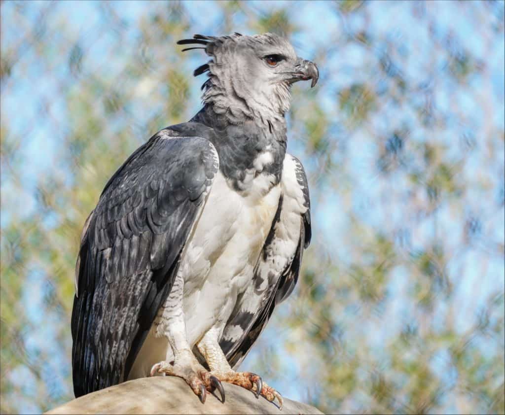L'aquila arpia è considerata l'aquila più grande del mondo
