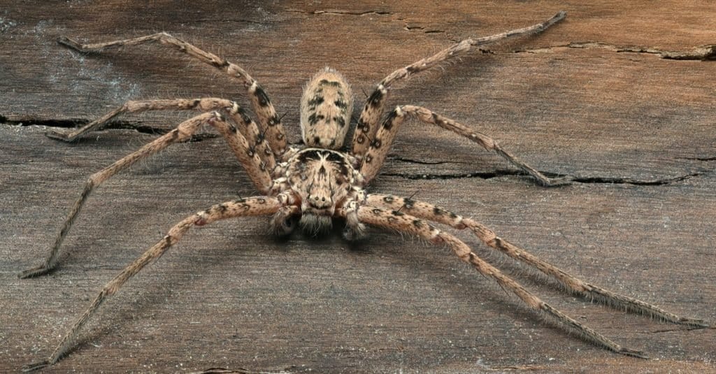 I più grandi ragni: ragno cacciatore gigante
