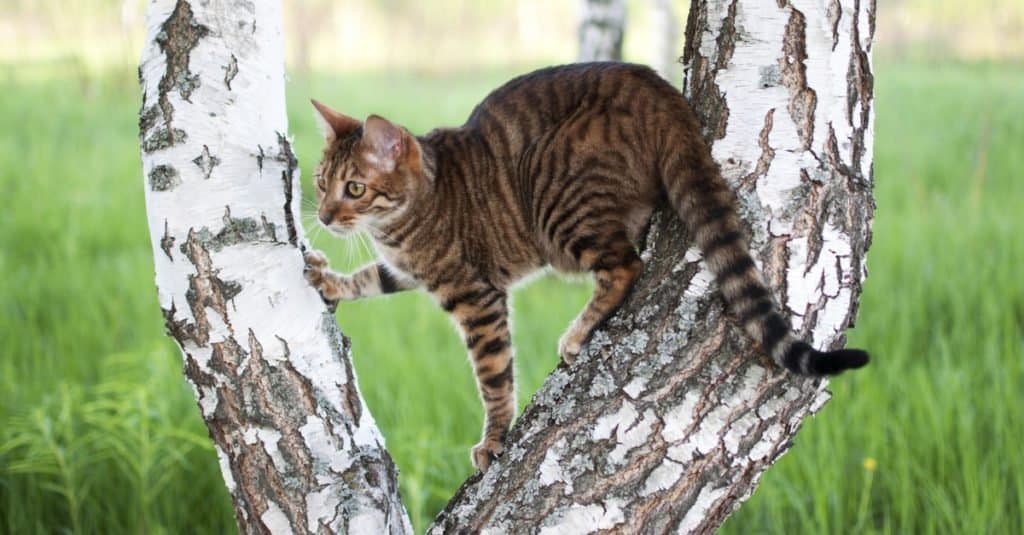 Razze di gatti più costose: Toyger