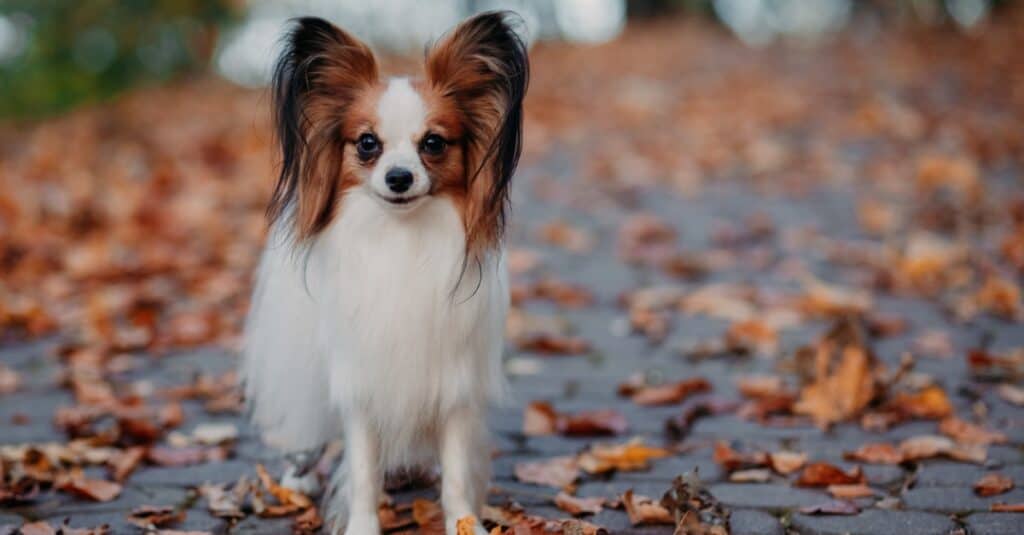 papillon grandi orecchie cani