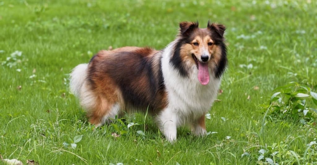 Migliori nomi di cani: nomi popolari per cani