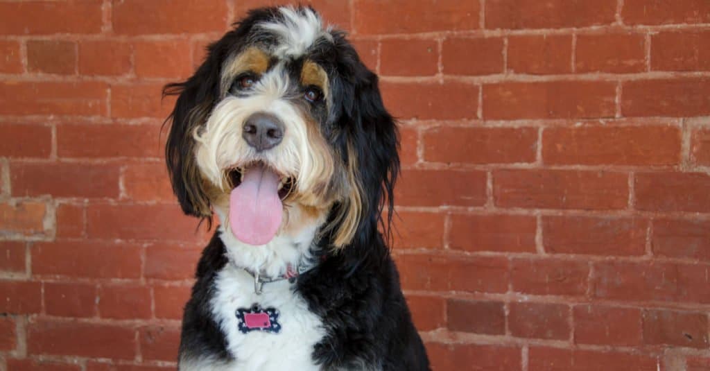 Un grande orecchio floscio Berndoodle in piedi vicino a un muro di mattoni