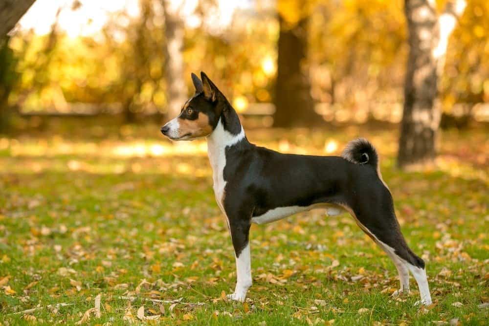 Cane Basenji nella foresta autunnale
