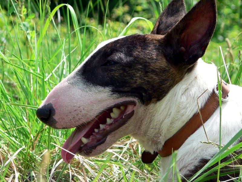 Vista di profilo di un bull terrier