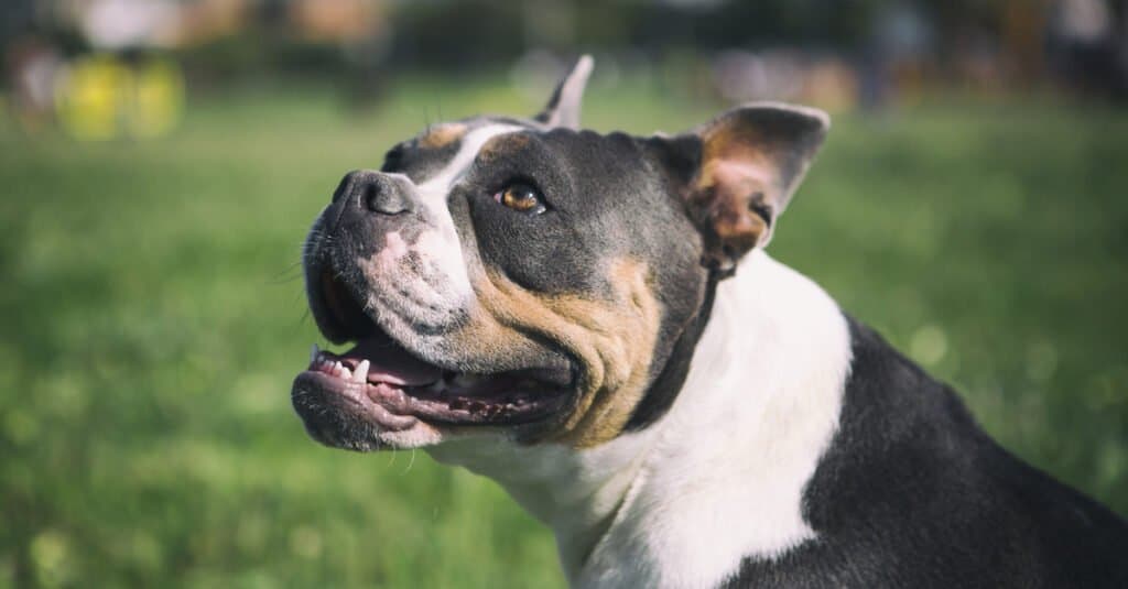 Faccia da bulldog inglese antico