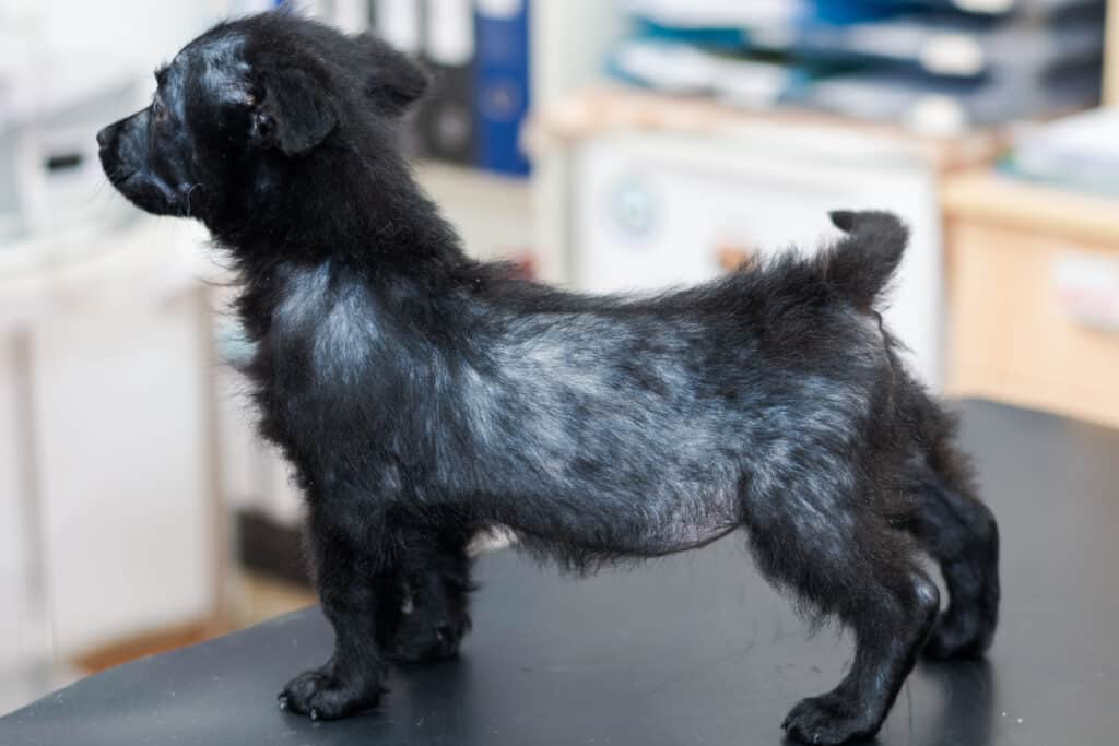 cane con alopecia