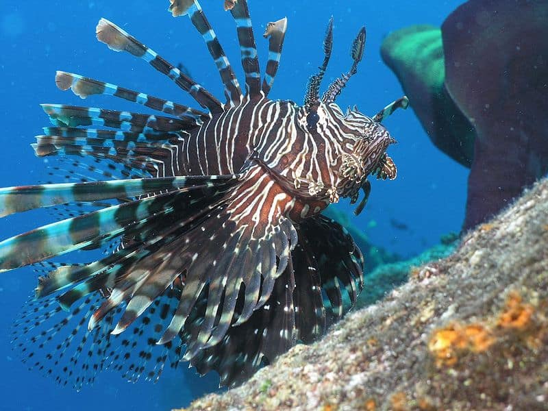 Pesce leone